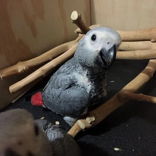 Papuga żako do adopcji. Aktualizacje e-mailem // {{benedettabeatrice839@gmail.com}} Whatsapp +44 753