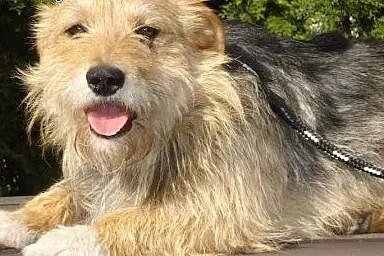 Mały rudy szorstkowłosy piesek,  mazowieckie Warsz