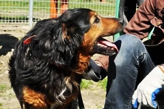 Wspaniały GORAN czeka na dom