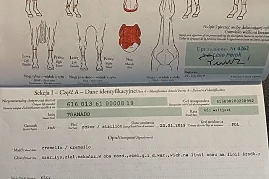 Kupię konia wałacha do rekreacji, , 