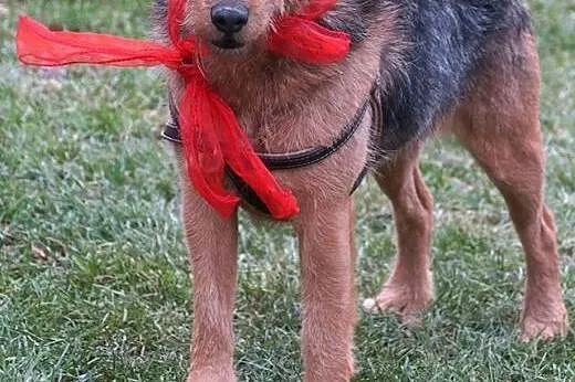 Cezar w typie teriera szuka domu!,  Teriery cała P