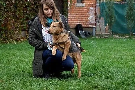 Cezar w typie teriera szuka domu!,  Teriery cała P