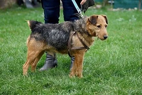 Cezar w typie teriera szuka domu!,  Teriery cała P