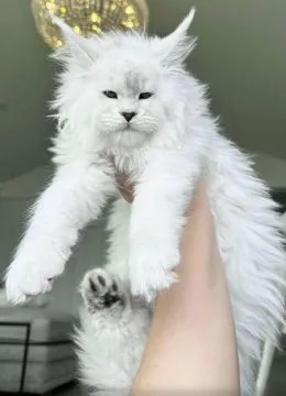 Urocze kocięta rasy Maine Coon dostępne na sprzedaż, Małopolskie, Nowy Sącz