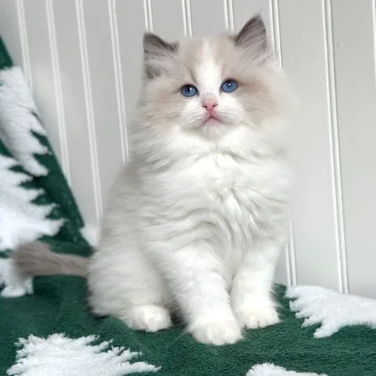 Urocze kocięta rasy Maine Coon dostępne na sprzedaż, Małopolskie, Nowy Sącz