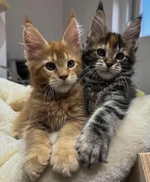 Urocze kocięta rasy Maine Coon dostępne na sprzedaż, Małopolskie, Nowy Sącz