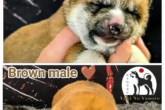 Akita Inu ZKwP/FCI
