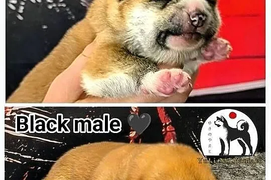 Akita Inu ZKwP/FCI, Małopolskie, Grybów