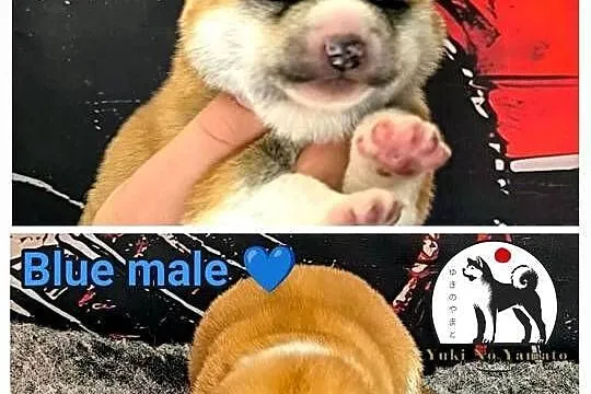 Akita Inu ZKwP/FCI, Małopolskie, Grybów