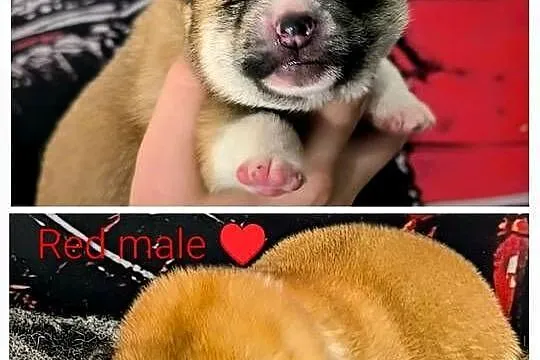 Akita Inu ZKwP/FCI, Małopolskie, Grybów