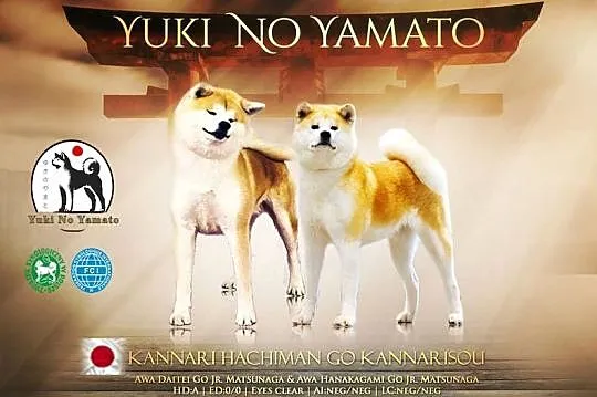 Akita Inu ZKwP/FCI, Małopolskie, Grybów
