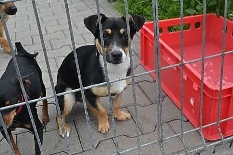 Czika szczeniak szuka kochającego domku,  dolnoślą