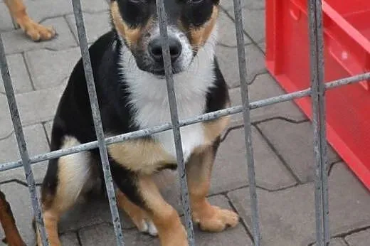 Czika szczeniak szuka kochającego domku,  dolnoślą