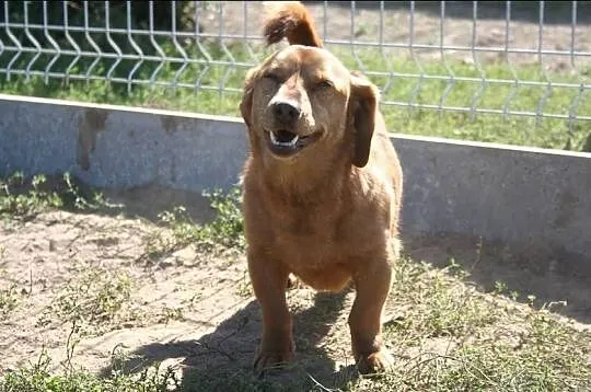 PILNE! Edek - tulaśny mix jamnika poleca się do ad