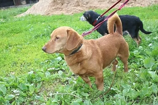PILNE! Edek - tulaśny mix jamnika poleca się do ad
