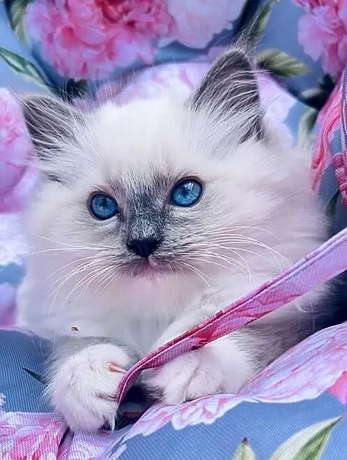 Kocurek ragdoll, Wielkopolskie, Kalisz