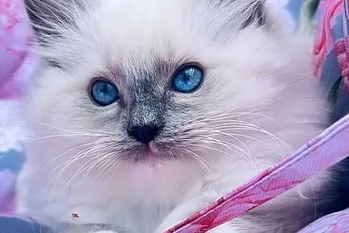 Kocurek ragdoll, Wielkopolskie, Kalisz