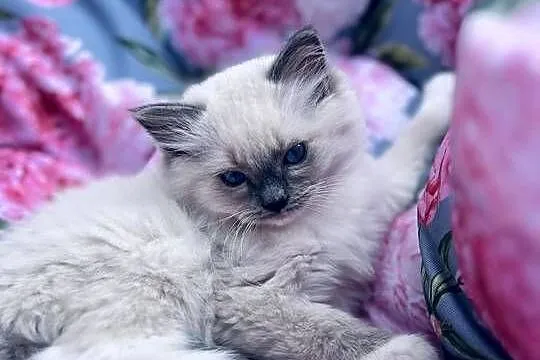 Kocurek ragdoll, Wielkopolskie, Kalisz