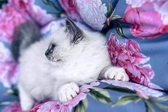Kocurek ragdoll, Wielkopolskie, Kalisz