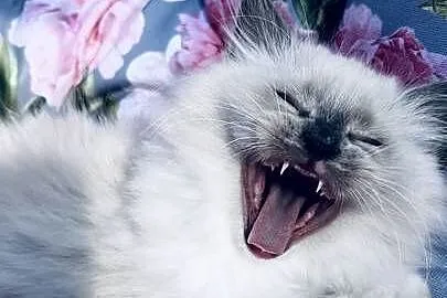 Kocurek ragdoll, Wielkopolskie, Kalisz
