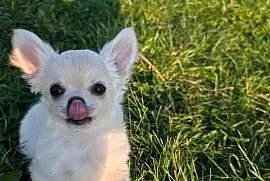 Piesek długowłosy chihuahua kremowy ZKwP