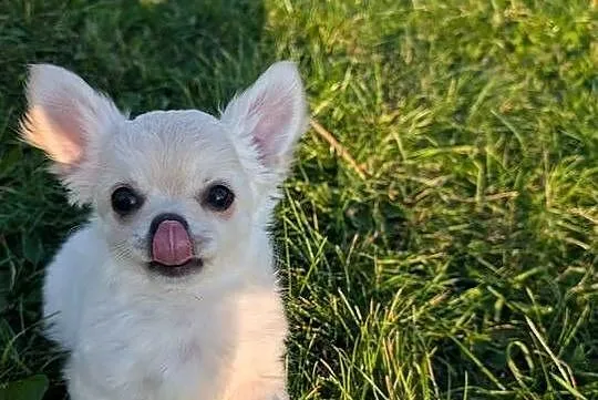 Piesek długowłosy chihuahua kremowy ZKwP, Łódzkie, Złaków Borowy