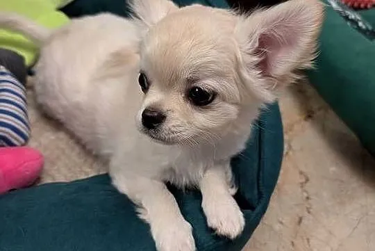 Piesek długowłosy chihuahua kremowy ZKwP, Łódzkie, Złaków Borowy