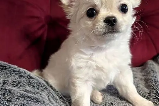 Piesek długowłosy chihuahua kremowy ZKwP, Łódzkie, Złaków Borowy