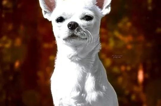 Piesek długowłosy chihuahua kremowy ZKwP, Łódzkie, Złaków Borowy
