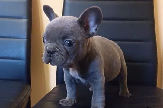 Buldog francuski niebieski