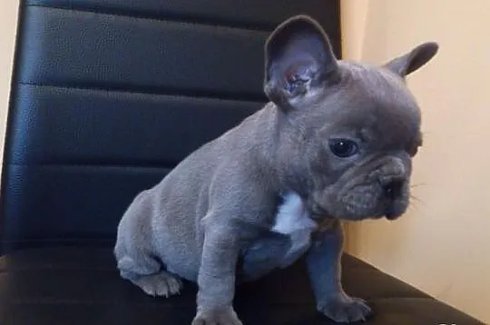 Buldog francuski niebieski