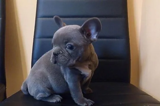 Buldog francuski niebieski