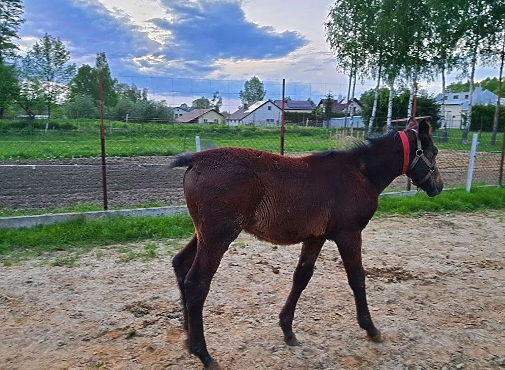Sprzedam ogierka, , Strzegocice