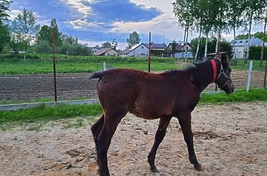 Sprzedam ogierka, , Strzegocice