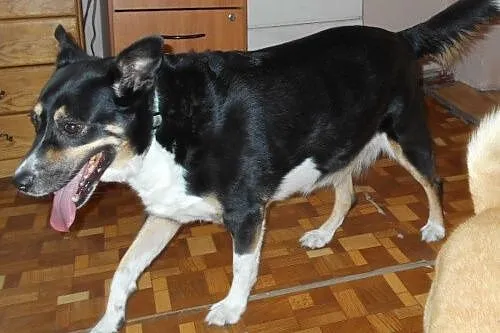 SONY piesek, któremu znów zawalił się świat