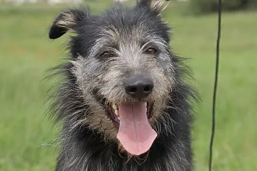 Tramp :) pies, adopcja,  lubuskie Gorzów Wielkopolski