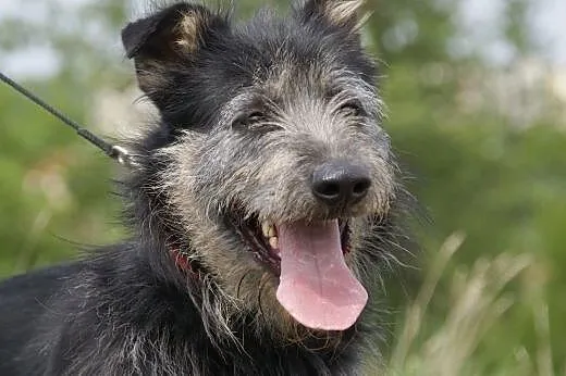 Tramp :) pies, adopcja,  lubuskie Gorzów Wielkopol