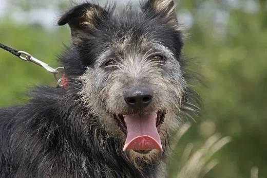 Tramp :) pies, adopcja,  lubuskie Gorzów Wielkopol