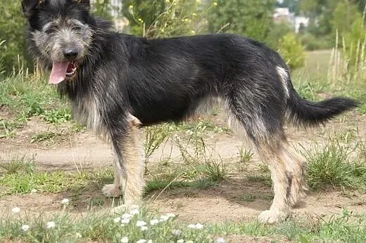 Tramp :) pies, adopcja,  lubuskie Gorzów Wielkopol