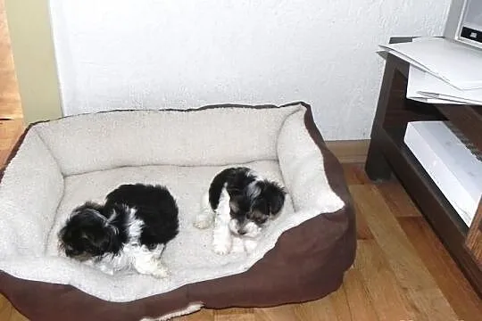YORKI Biewer Yorkshire Terrier (Rybnik ,Żory )
