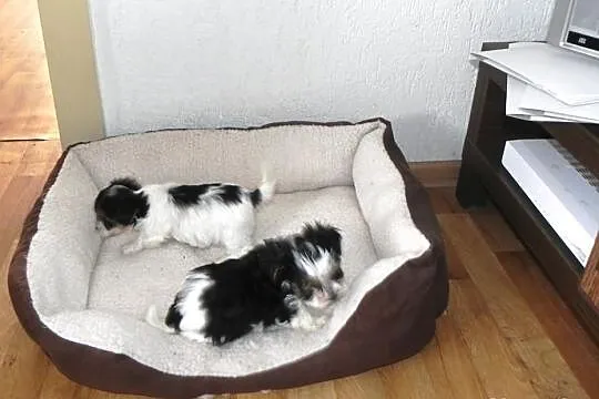 YORKI Biewer Yorkshire Terrier (Rybnik ,Żory )