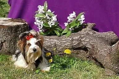 YORKI Biewer Yorkshire Terrier (Rybnik ,Żory )