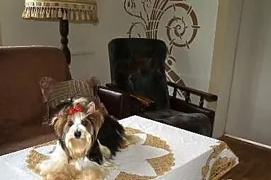 YORKI Biewer Yorkshire Terrier (Rybnik ,Żory )