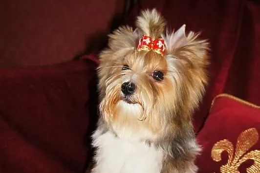 YORKI Biewer Yorkshire Terrier (Rybnik ,Żory )