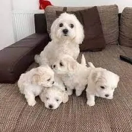 Urocze białe maltańczyki do adopcji e-mail: {{monikabroza829@gmail.com}}