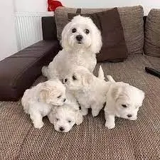 Urocze białe maltańczyki do adopcji e-mail: {{monikabroza829@gmail.com}}, , Poznań