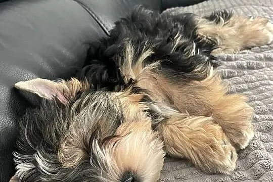 Yorkshire terrier Tricolor piesek, Mazowieckie, Wyszków