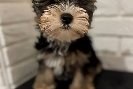 Yorkshire terrier Tricolor piesek, Mazowieckie, Wyszków