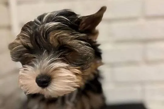 Yorkshire terrier Tricolor piesek, Mazowieckie, Wyszków