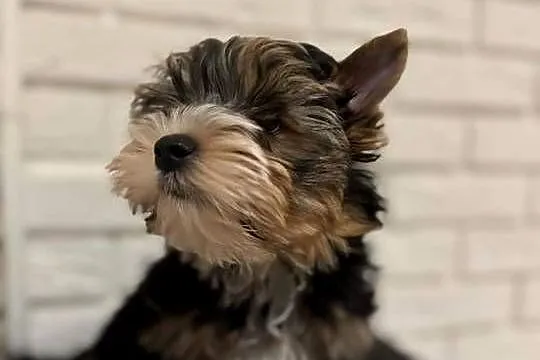 Yorkshire terrier Tricolor piesek, Mazowieckie, Wyszków